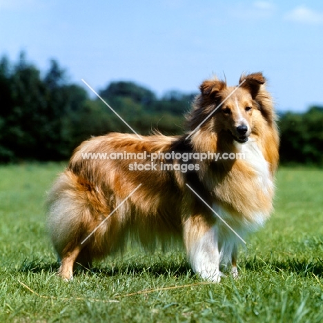 side view of shetland sheepdog