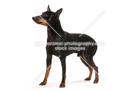 Australian Champion Toy terrier in studio