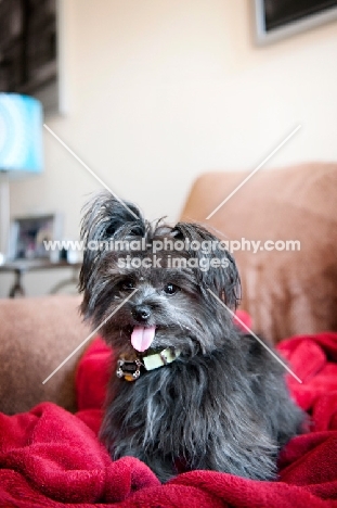 terrier mix smiling with one ear up