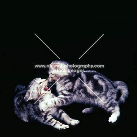 two silver tabby kittens having a scrap