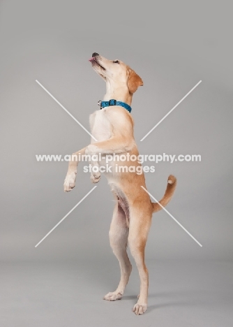 Hound mix profile in studio, standing on hind legs.