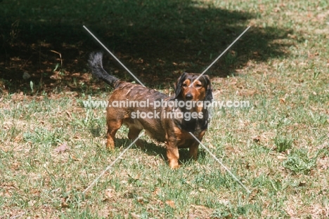 Alpine Dachsbracke, standing on grass