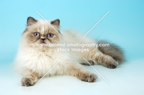 blue cream tabby colourpoint , looking at camera. (Aka: Persian or Himalayan)