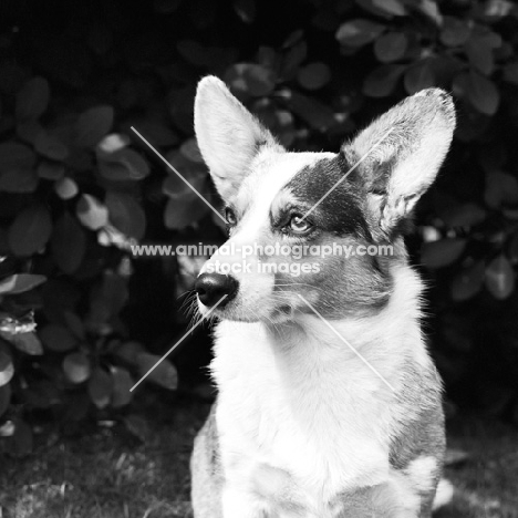 cardigan corgi portrait, ch. lees rhiwelli blue ray