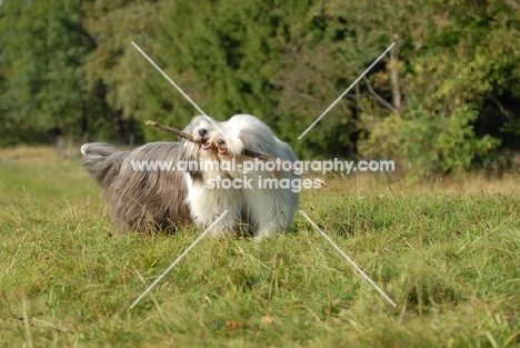 Bearded Collie sharing a stick