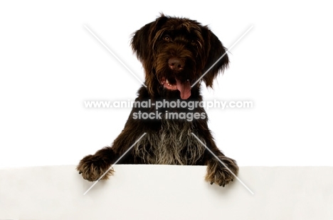 German Wirehaired Pointer leaning on/holding up a blank sign isolated on a white background