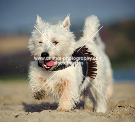 West Highland White Terrier running