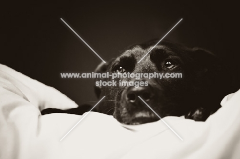 Staffordshire Bull Terrier lying on bed