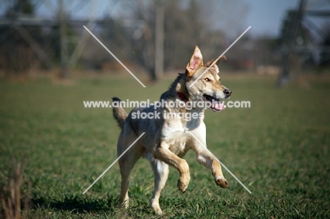 wolf-looking mongrel dog running free in a field