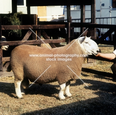 north country cheviot sheep side view