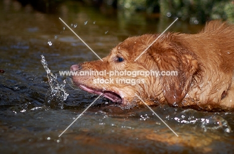 Nova Scotia Duck Tolling Retriever playing with water