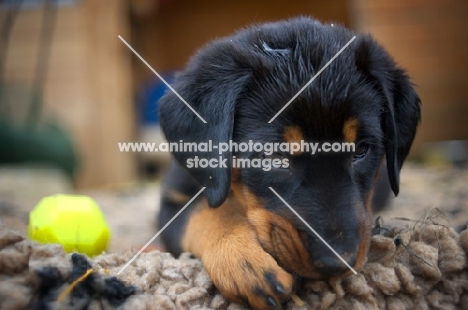 serious beauceron puppy