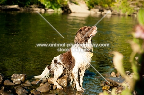 English Springer Spaniel near river