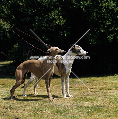 ch fleeting flamboyant and fleeting akeberry, two whippets on leads