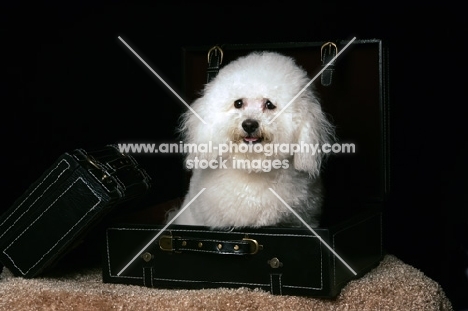 white bichon frise sitting in black trunk