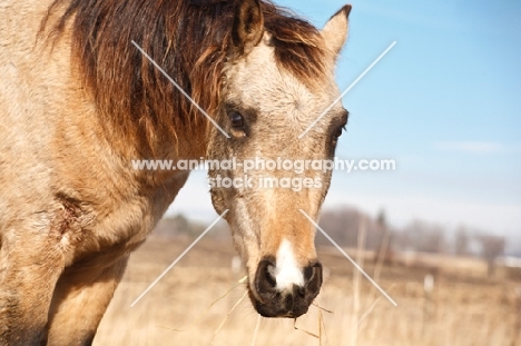 Morgan Horse portrait, snip marking. Rescue Horse. Iowa.
