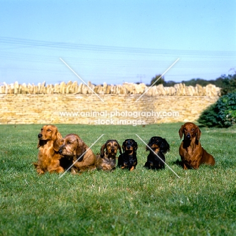 6 types of dachshund, both sizes, all three coats sitting in a line