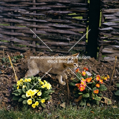 abyssinian kitten in garden with flowers