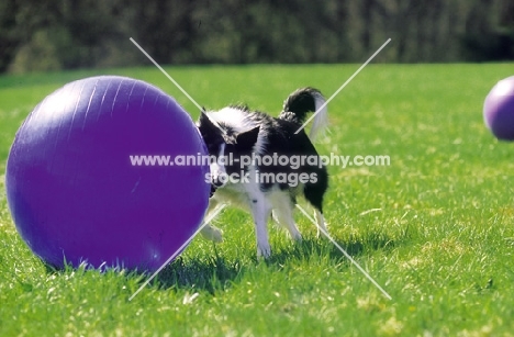 Border Collie herding a ball
