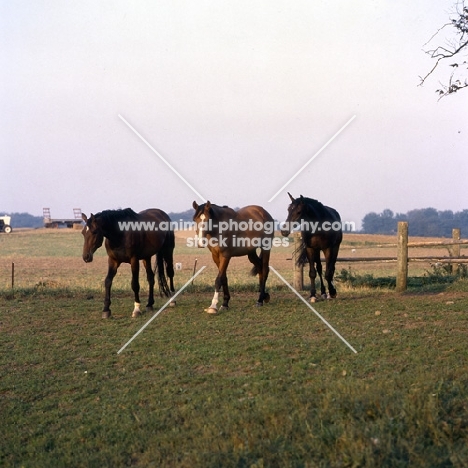 Appell, Okay, Pikant , group of Danish Warmbloods front view 