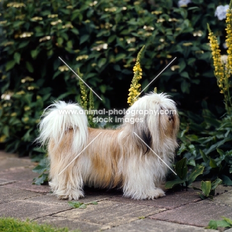 side view of lhasa apso