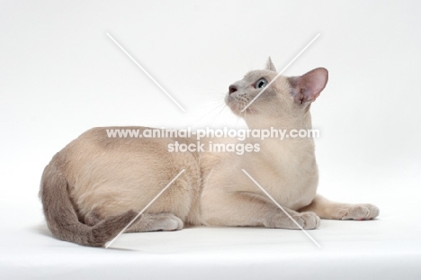 Tonkinese looking up, Lilac (Platinum) Mink coloured