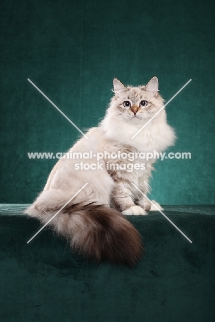 Siberian cat, sitting down