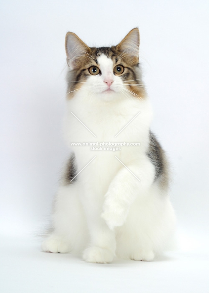 Norwegian Forest cat, one leg up