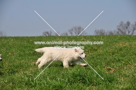 Polish Tatra Herd Dog puppy