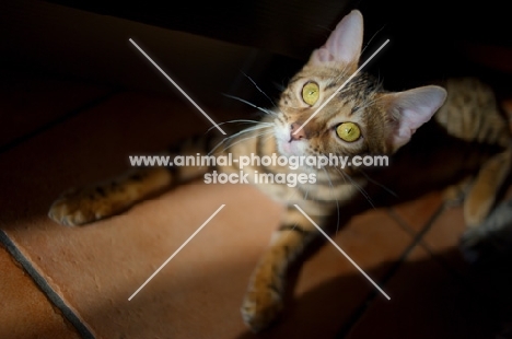 bengal cat resting in the sun and looking towards camera