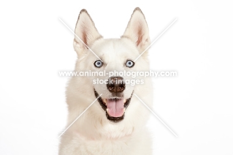 cheerful Siberian Husky cross bred dog