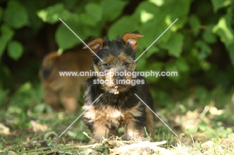 Australian Terrier puppy near greenery