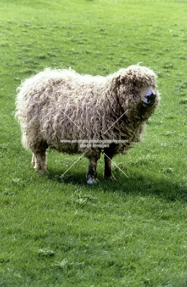 grey face dartmoor ewe