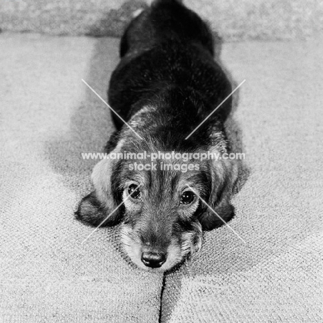 wire haired dachshund puppy on sofa