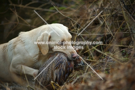 wet yellow labrador retriever retrieving pheasant from a lake