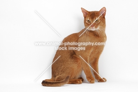 sorrel Abyssinian on white background, sitting down