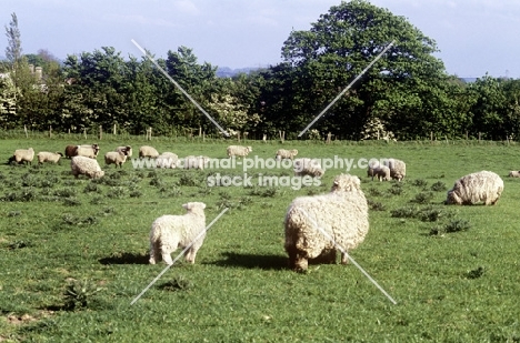 flock of mixed breed sheep, 