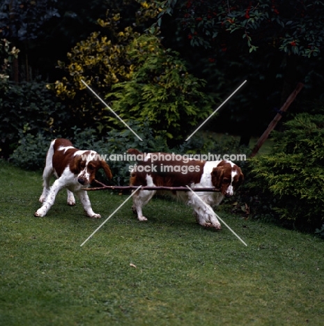 sh ch dalati sarian, 37 CCs, right, and friend; welsh springer spaniels playing with stick