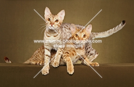 two Ocicats in studio