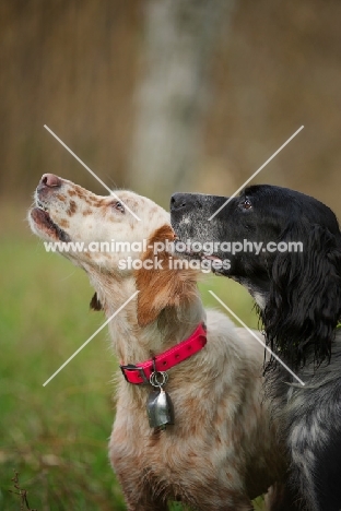 two english setters looking up