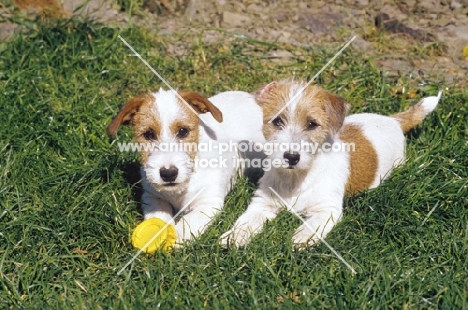 Jack Russell Terrier puppies with ball