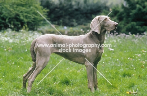 Weimaraner old German gundog, on grass