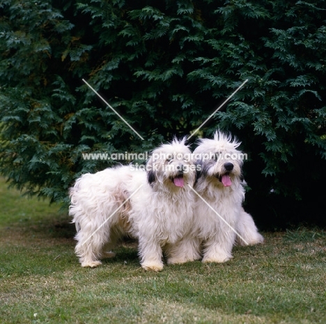 two polish lowland sheepdogs