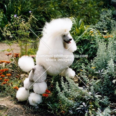 ch miradel camilla, proud miniature poodle, showing off her show coat