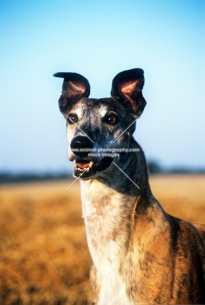 racing bred greyhound, portrait