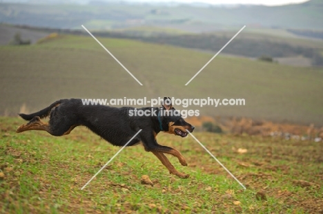 Mongrel dog running down an hill