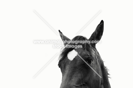 Appaloosa portrait in black and white