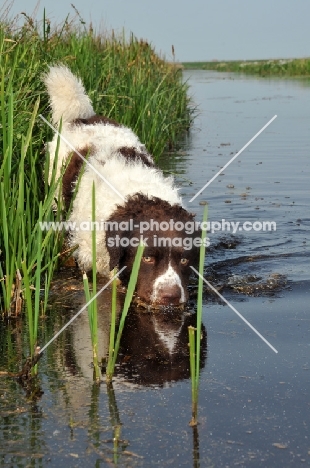 Wetterhound near water side