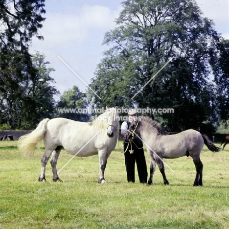 highland pony mare and foal in scotland in 1968
