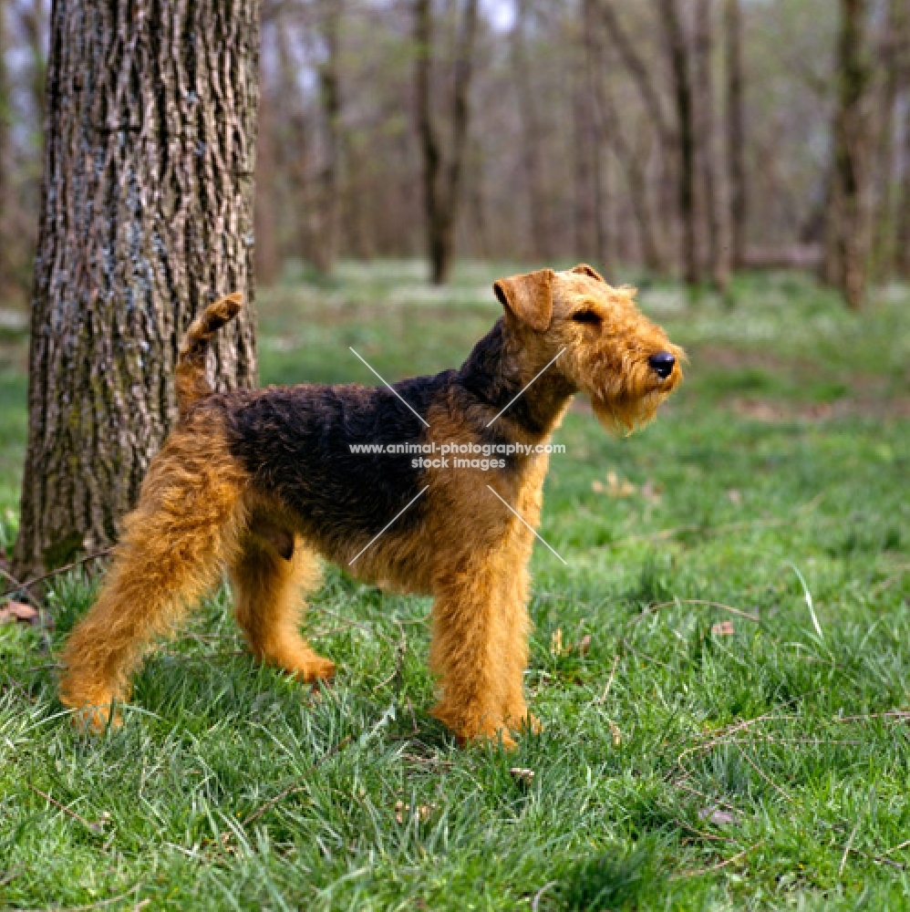 bear hill's lord glamorgan, welsh terrier near tree in usa